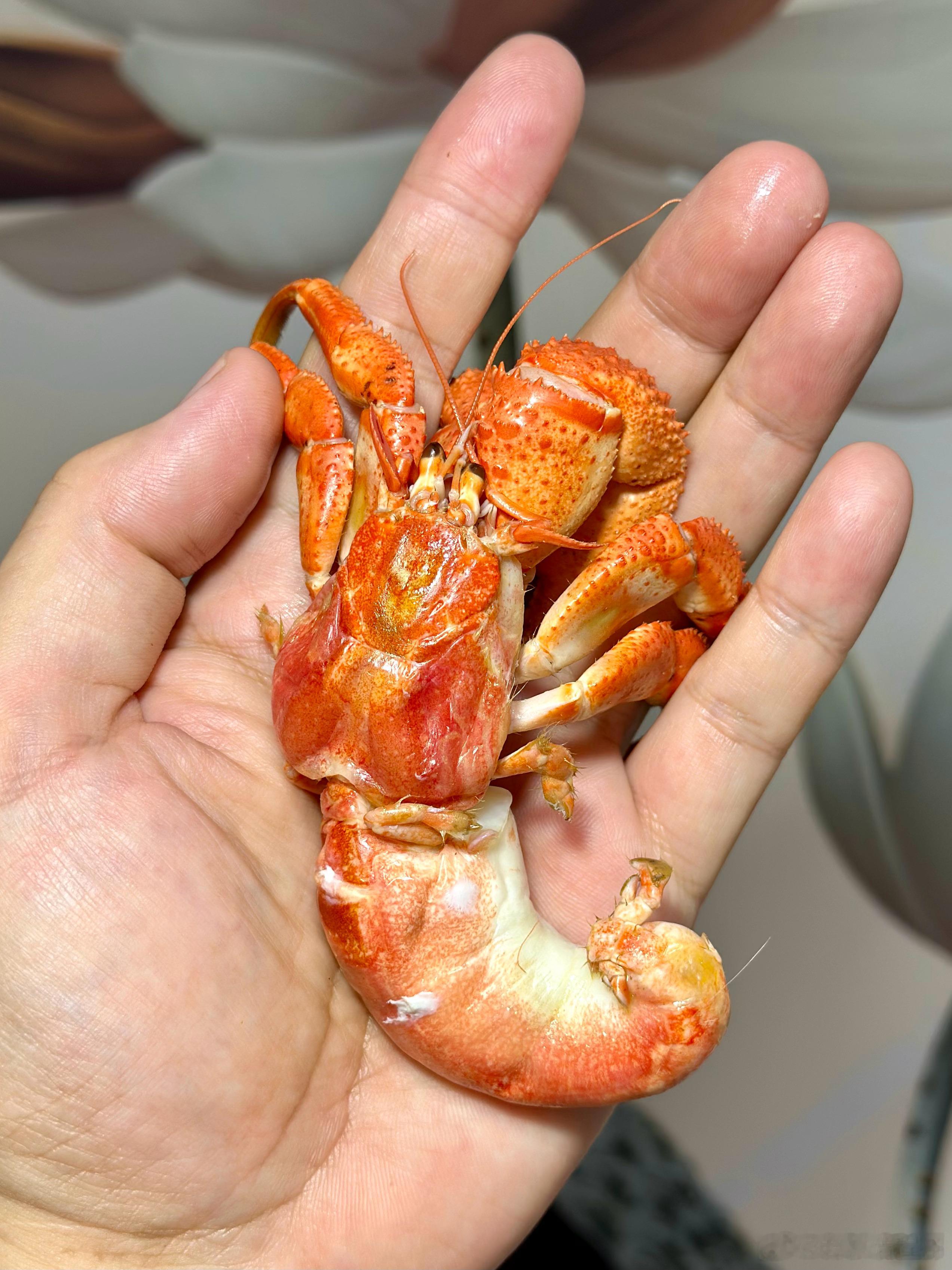 大寄居蟹，顶级美味美食美食分享我的美食日记海鲜 青岛