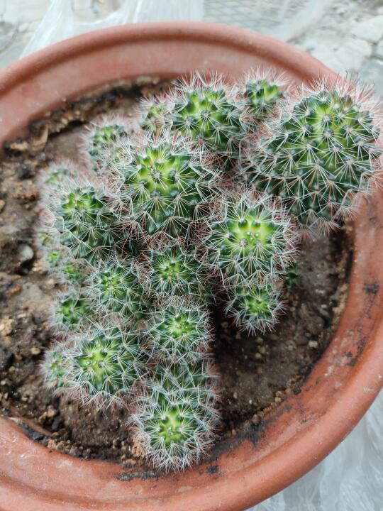 感谢的友友送给我的球球