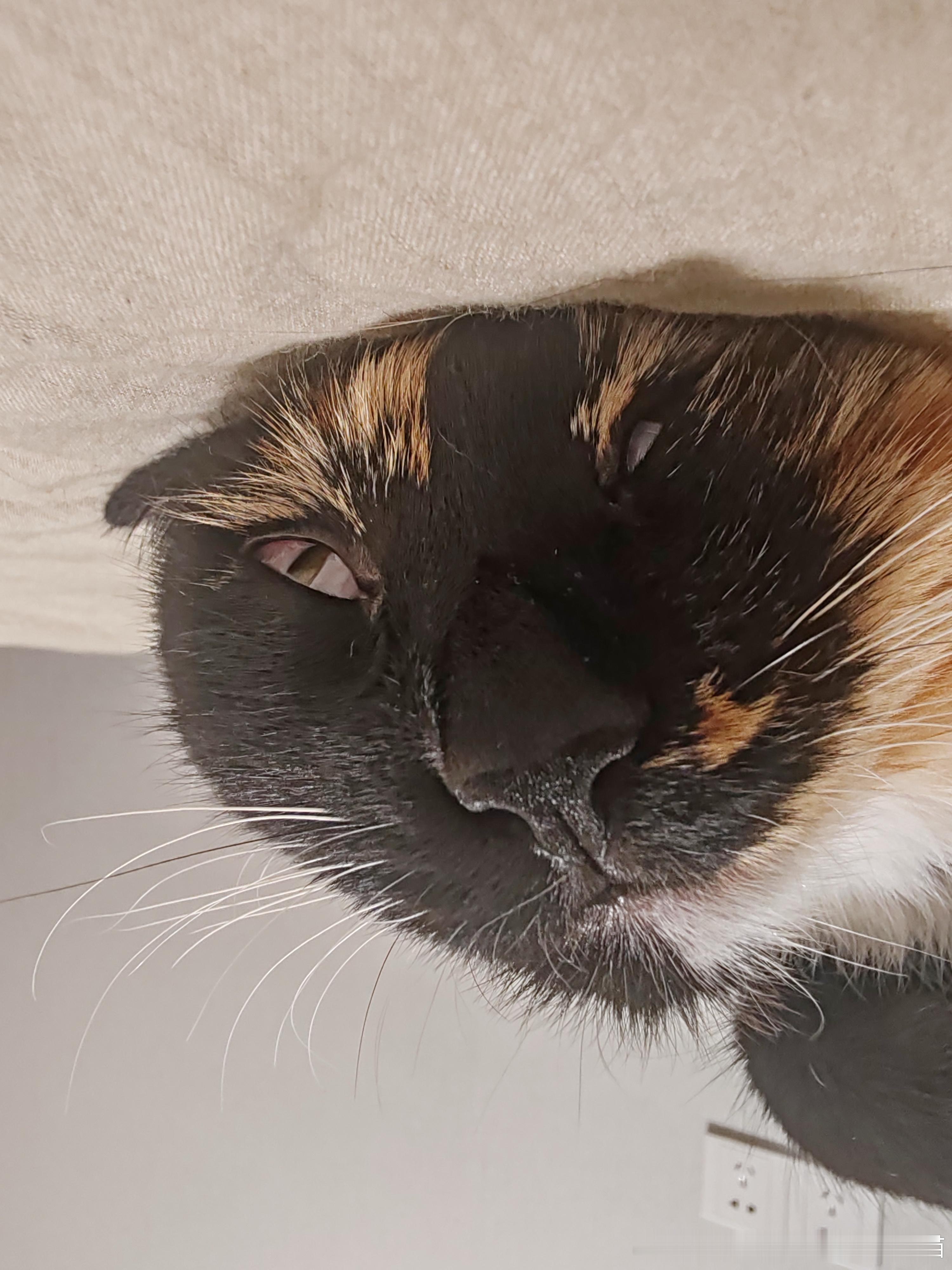 49787【丑猫】我不知道你这是咋了 