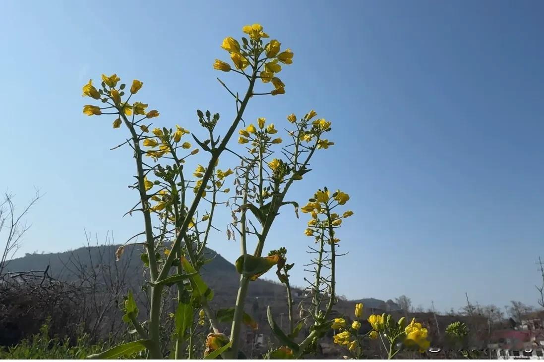 油菜花开了