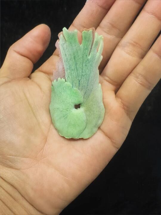 粘土手作|只有脸的鹿角蕨颜值还在线吗？