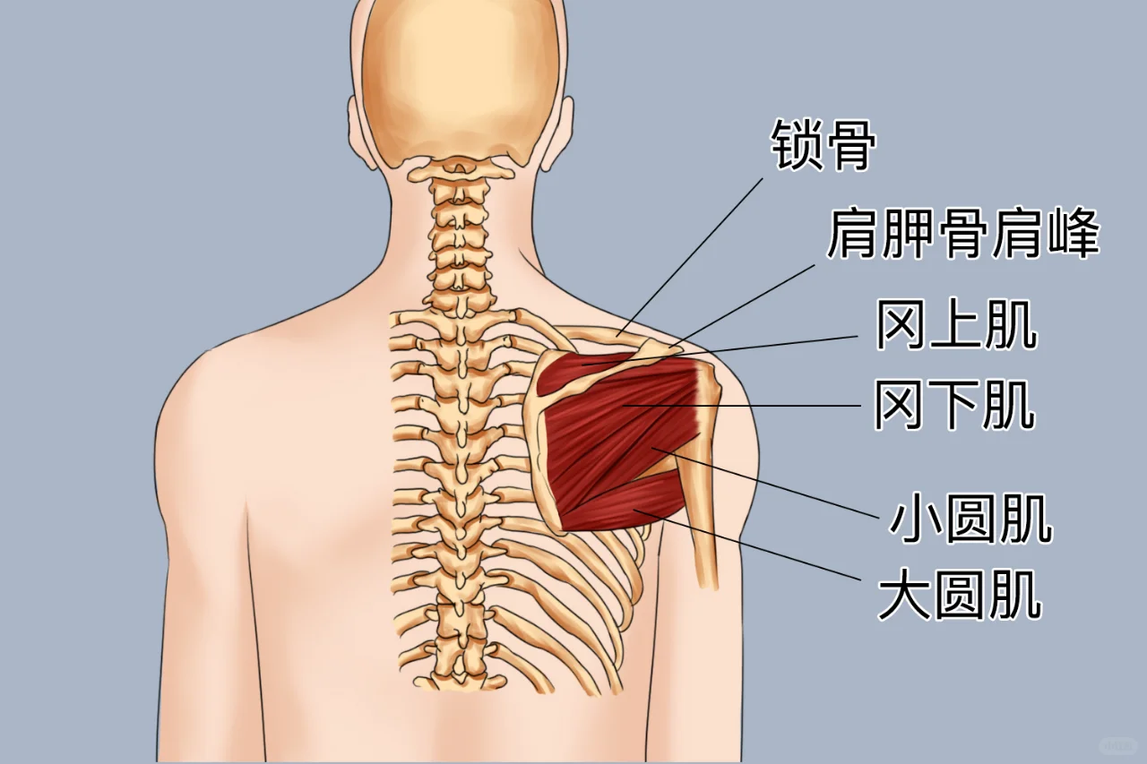 肩周炎在哪个位置示意图