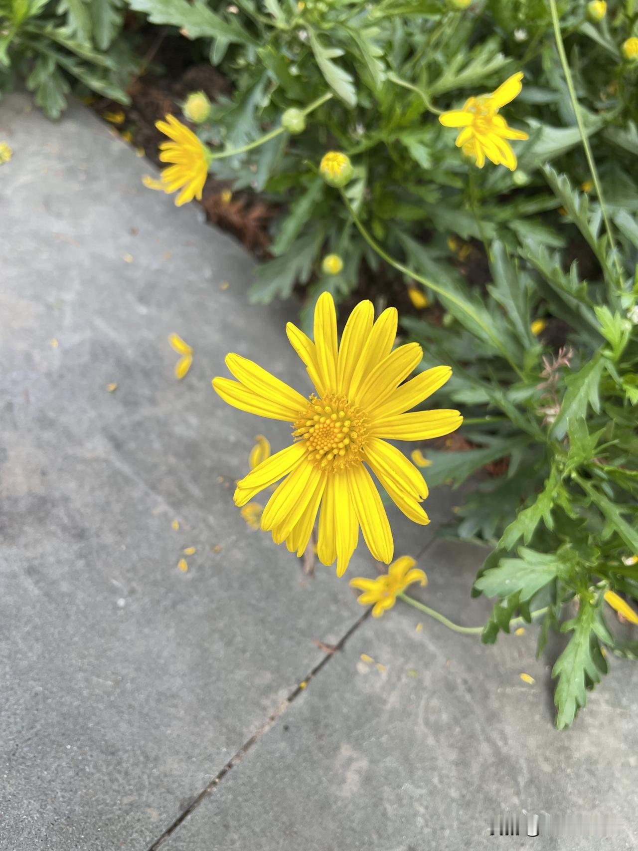 上联：勤勤恳恳种菜
下联：平平安安过日