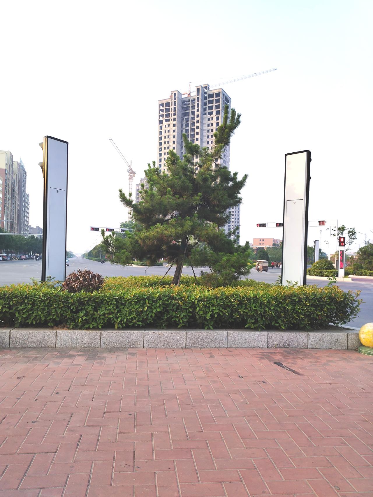 今天早晨去火车站散步锻炼身体，路过沈丘高营转盘站前大道，看到这初夏的美景，拿起手