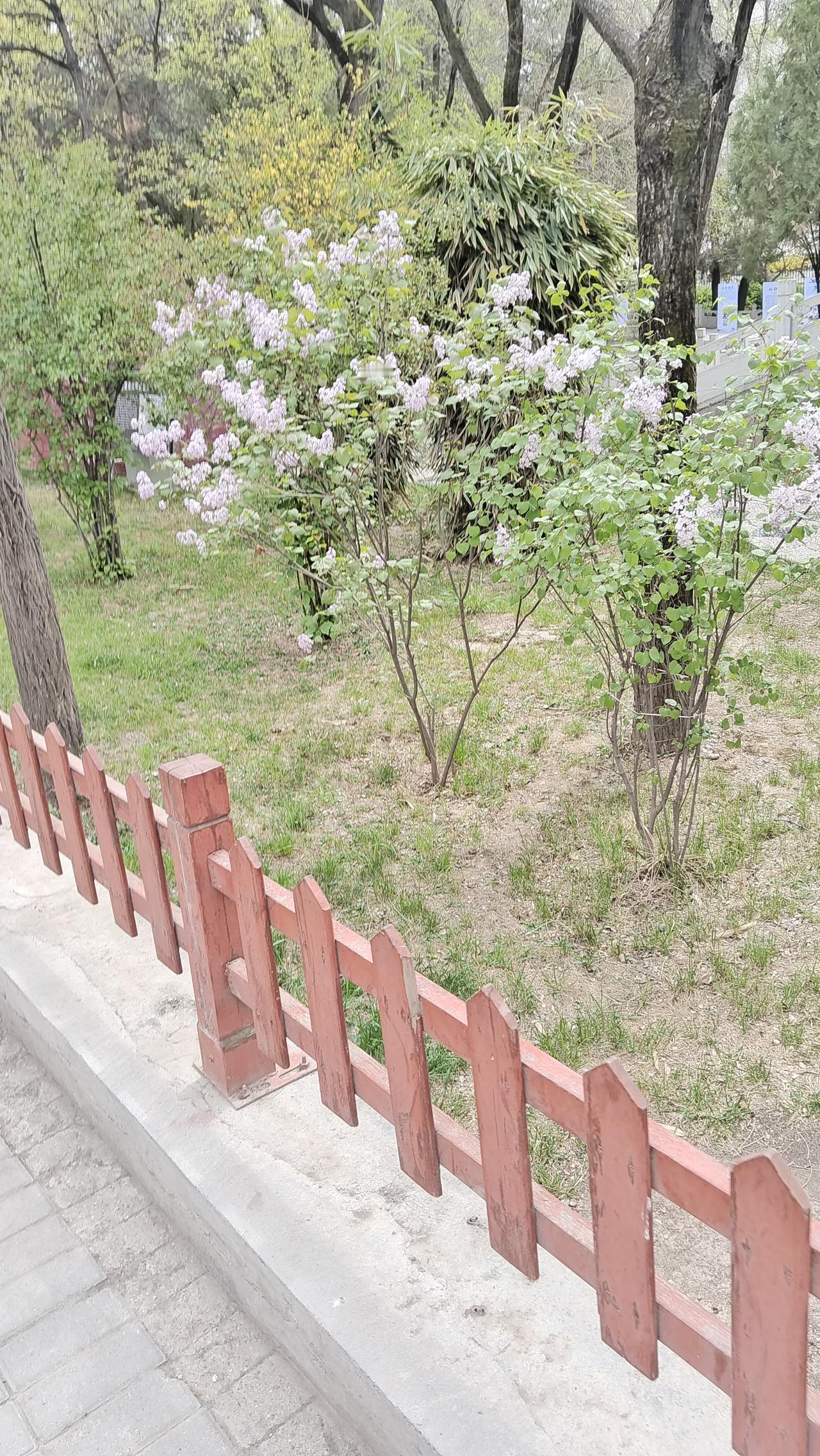 粉嫩的花朵点缀在绿意盎然的公园中，静谧美好。