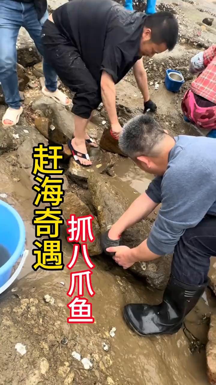 八爪鱼，八爪鱼很大一只。