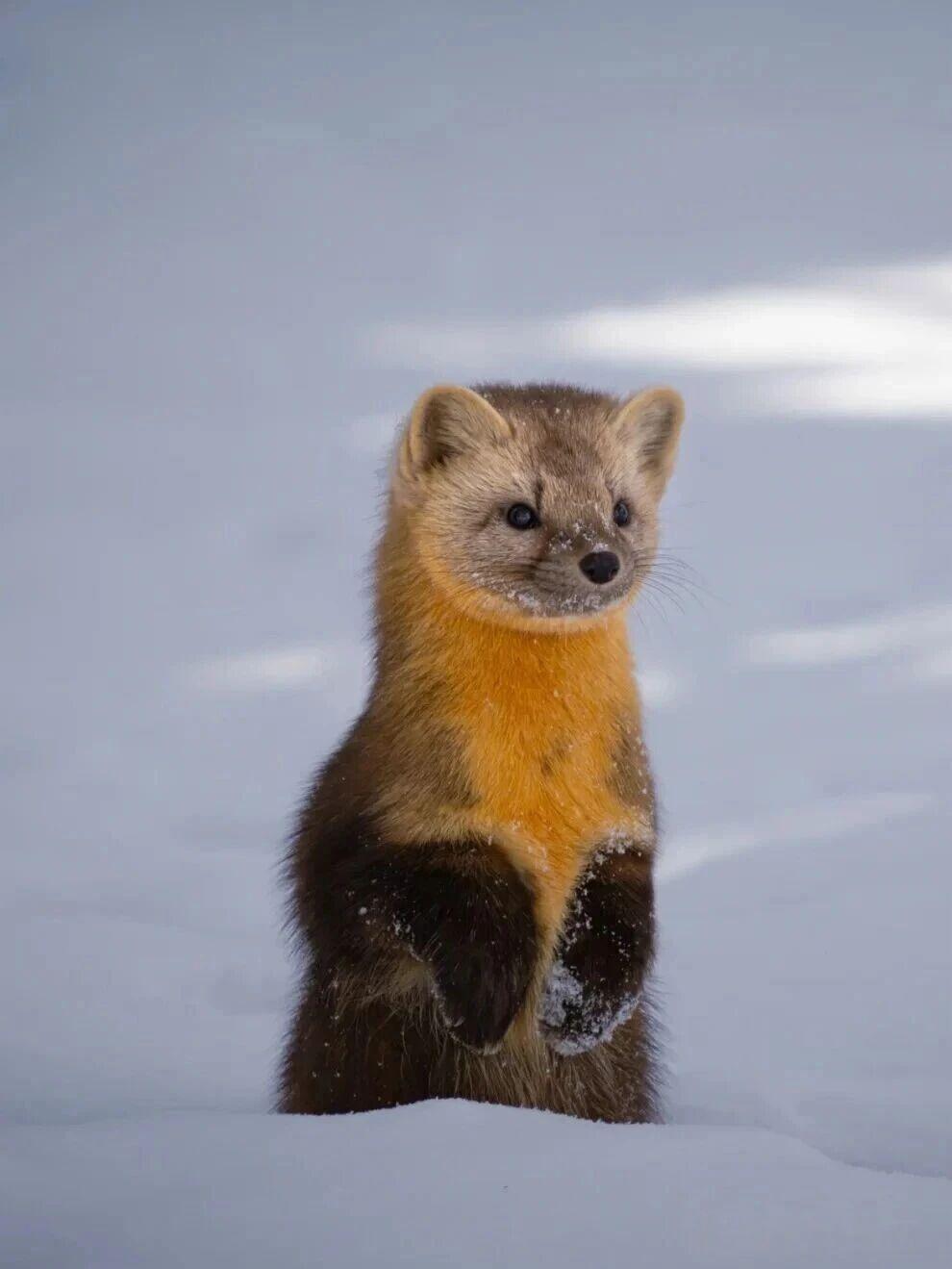 紫貂是一种生活在亚寒带针叶林或针阔混交林中的小型肉食动物，属于鼬科貂属。它主要分