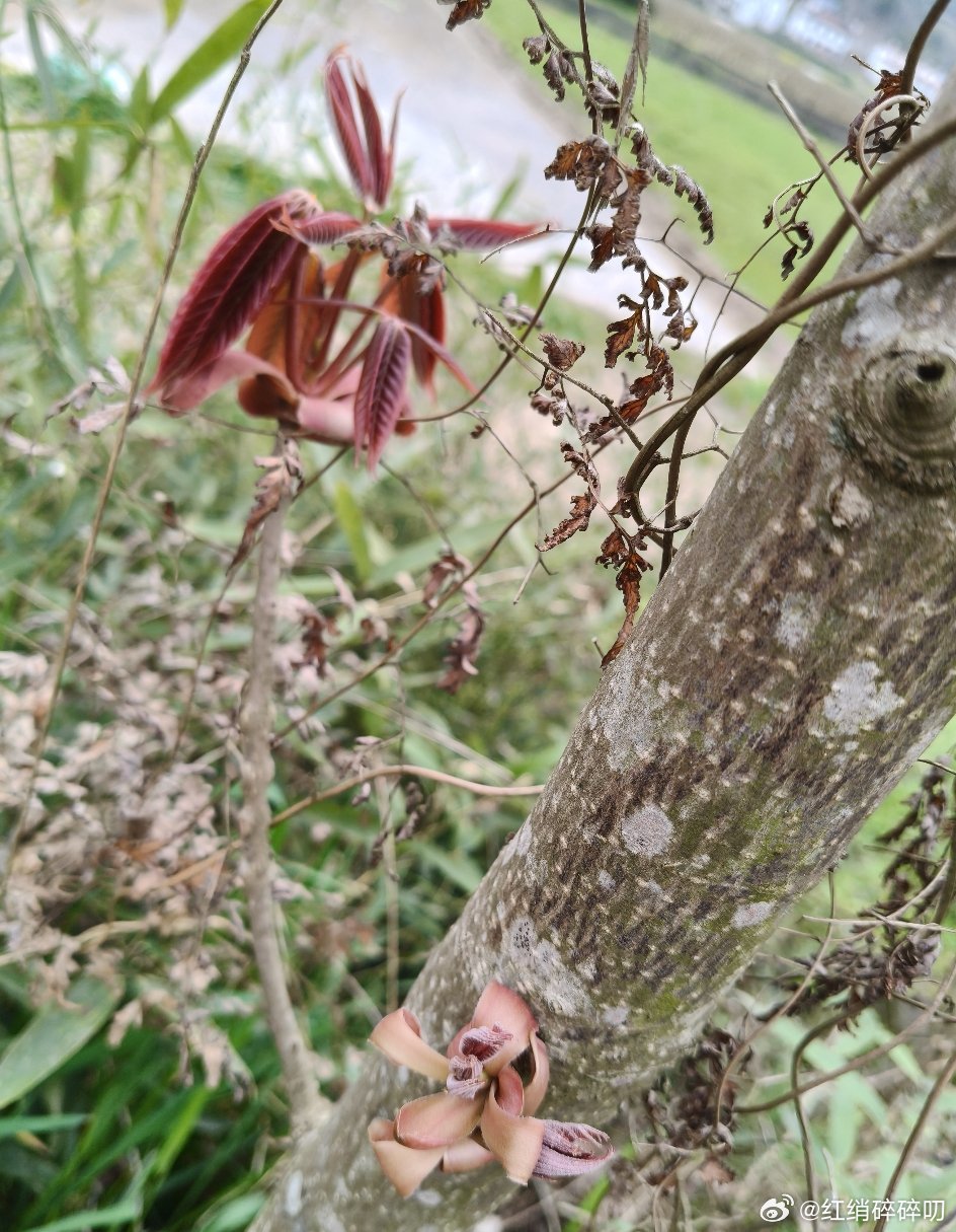 这个应该是椿芽吧？