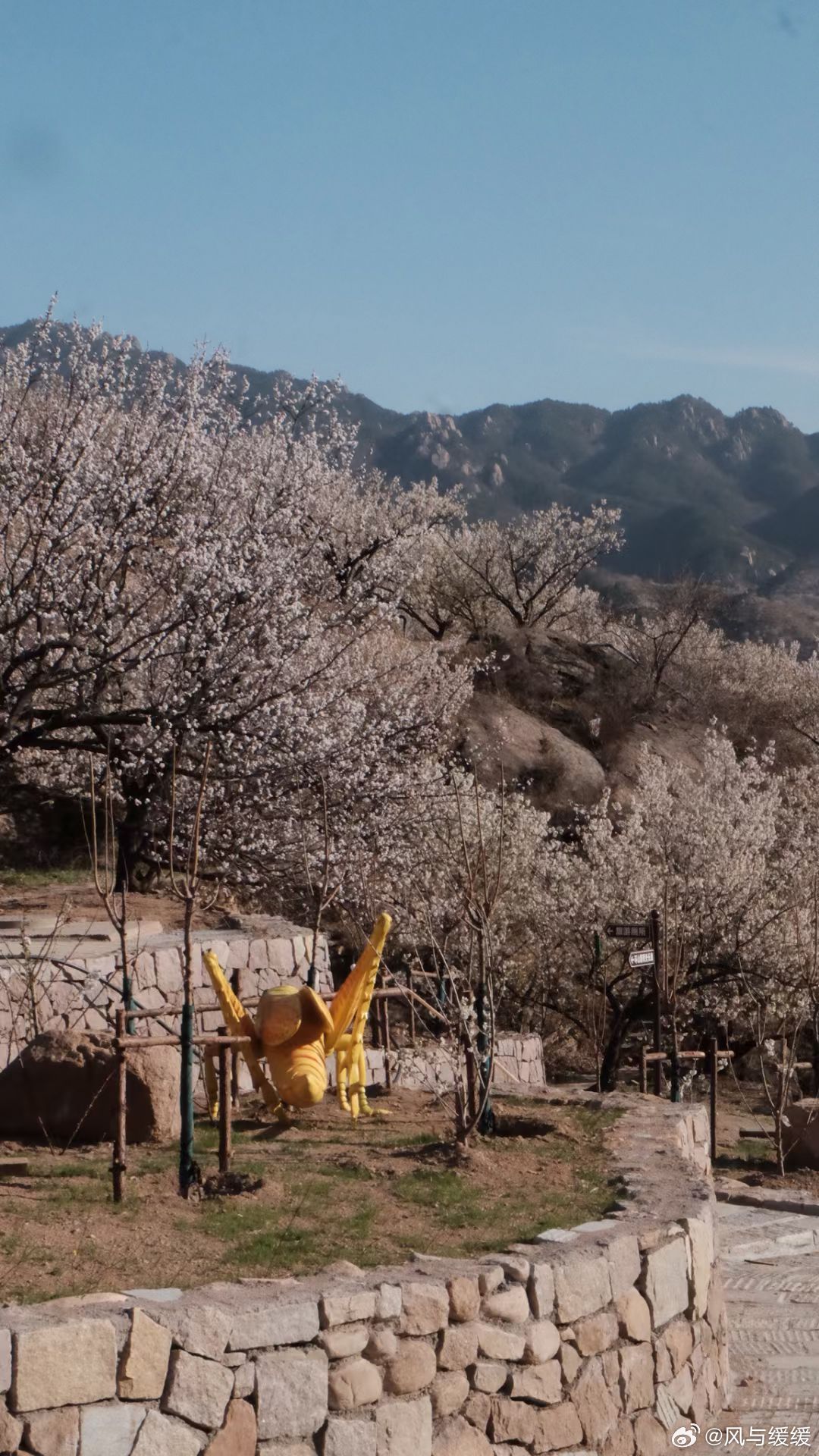 清明假期的快乐是大崂樱桃谷给的🌸谁懂啊！青岛的春天藏在崂山的粉色花海里！坐地铁