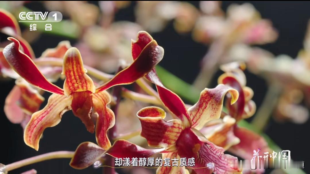 你知道吗  
最近有朵花在网上扭来扭去可火了  
就是那个咖啡羚羊石斛  
花瓣