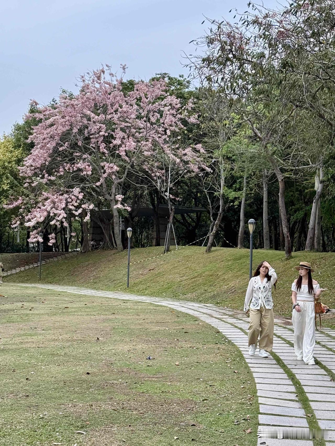 春日的深圳湾，简直美成了一幅画！
深圳人才公园的粉花风铃木迎春绽放，深圳湾滨海休