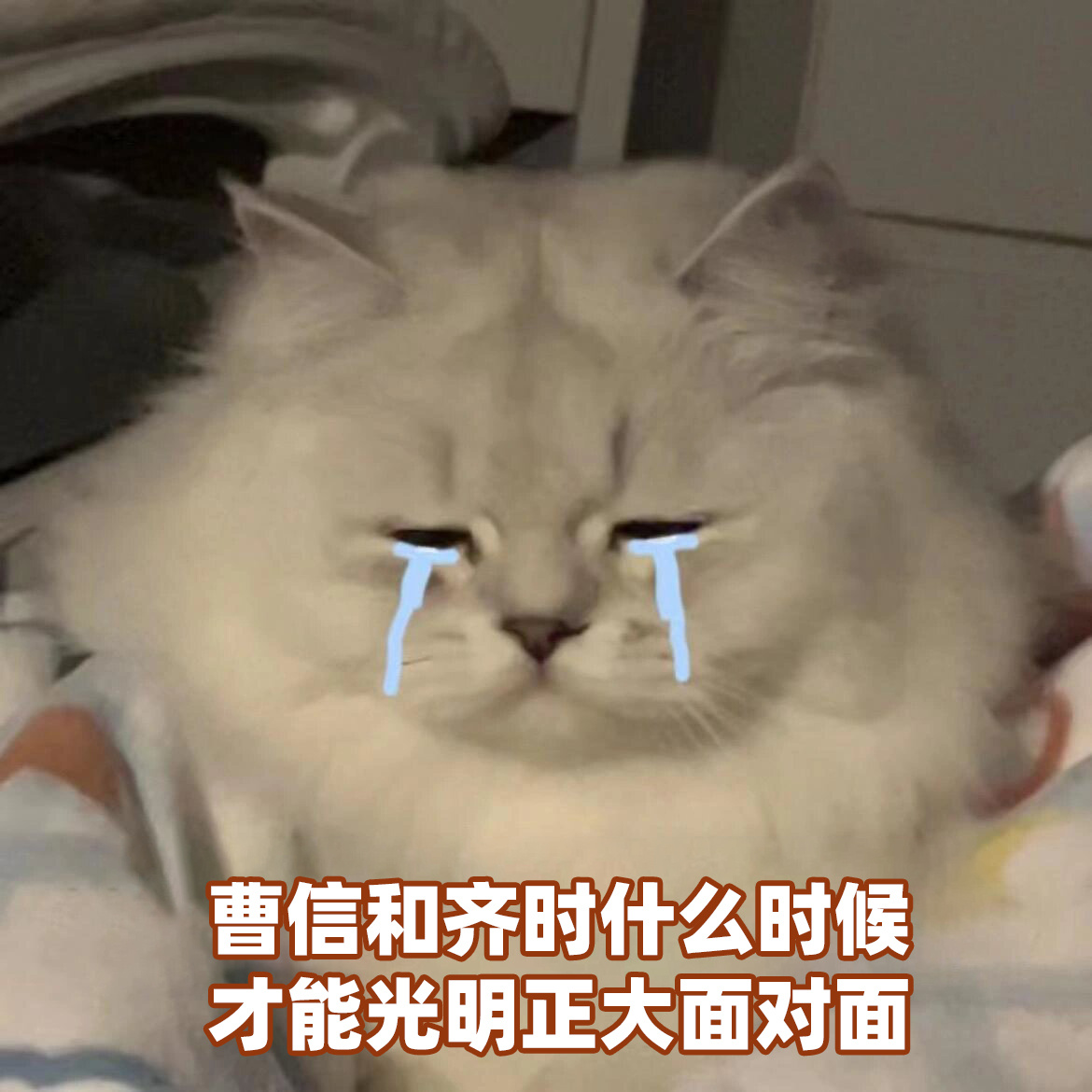 曹信对齐时的爱偷感好重 笑死，曹信这暗恋方式主打一个“你不看我我就不出现”。帮齐