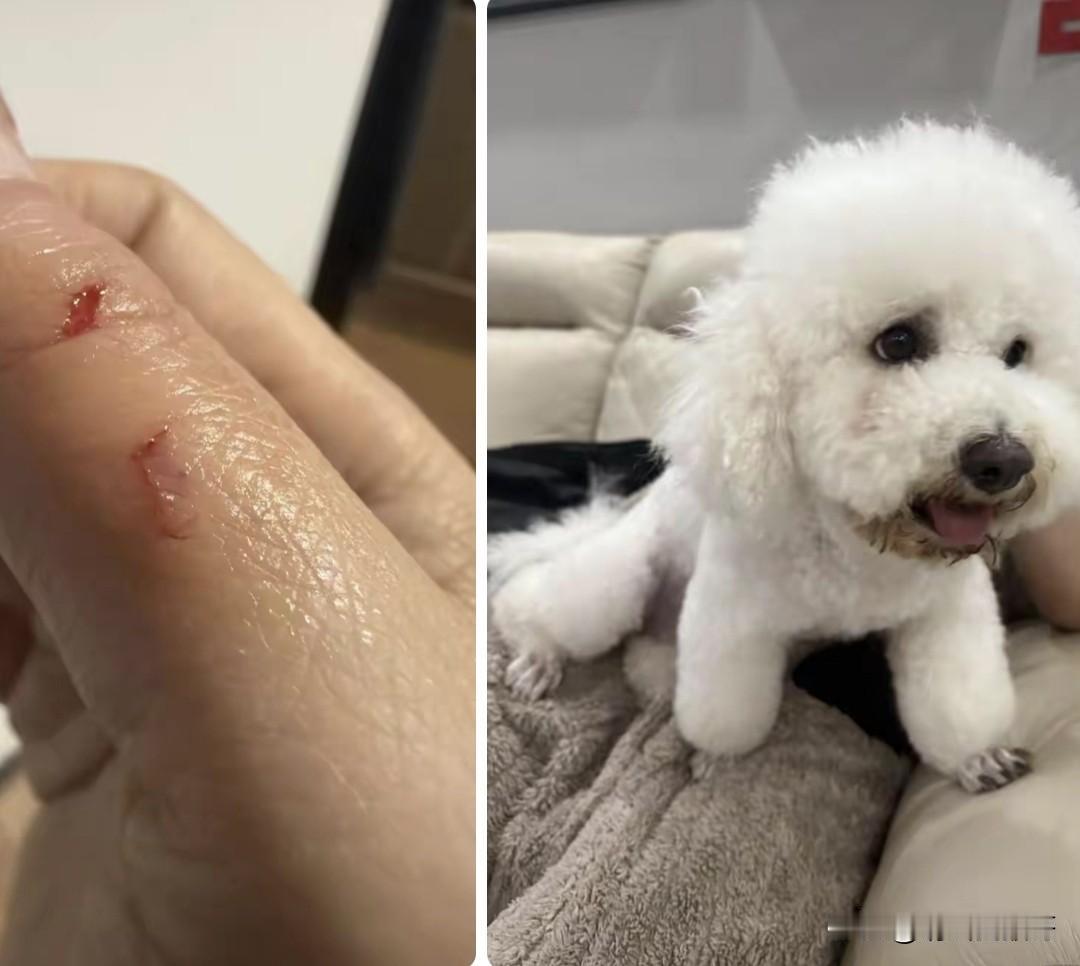 对于喜欢咬人的狗，你们一般都是怎么处理的？