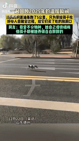 山东德州，一狗妈妈叼着油条跑了5公里，就是为了带油条回去给2只小奶狗吃，而狗妈妈