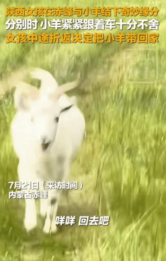 “太有灵性了！”内蒙古赤峰，女孩出游偶遇一只小羊，一起玩耍一会儿，万万没想到，她