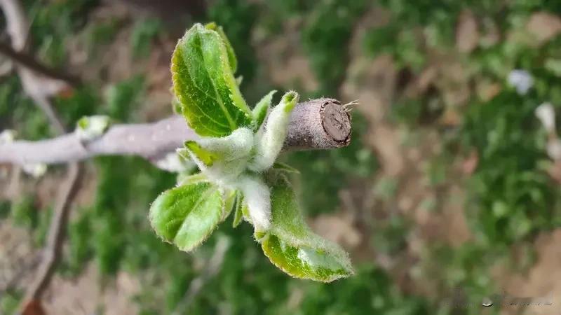 果树花期受冻能不能修复? 果树花期受冻可修复
但要看受冻程度与采取措施
花期时