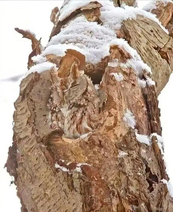 如果你的眼睛是健康的，那么画面中的动物是什么？