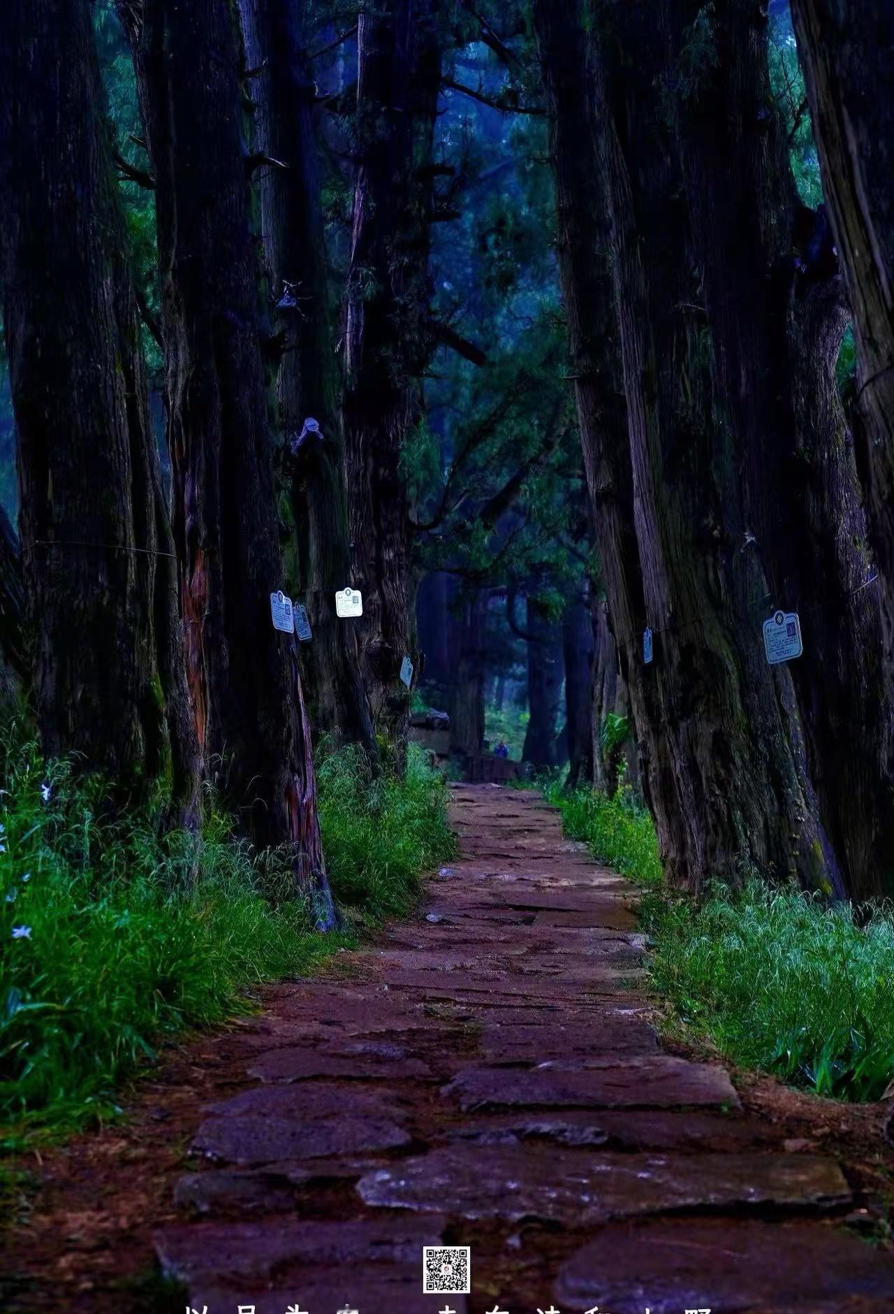 我回复了@一剑星缘 的评论：古蜀道放置垃圾桶及是美丽景色的败笔，也易成为安全隐患