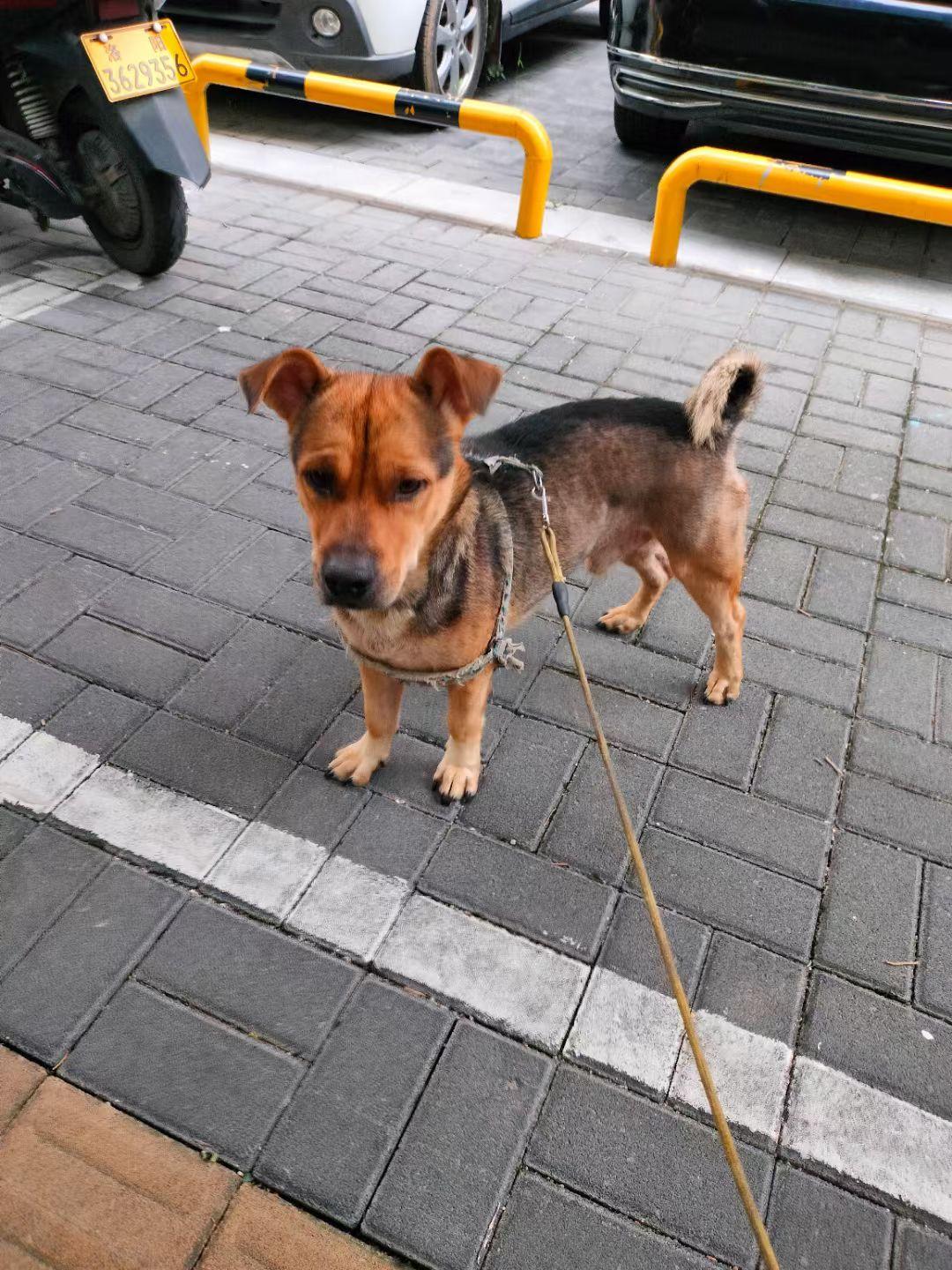 为了养活这条家伙，我烟酒都戒掉了，被迫学人玩自律，不再与无关的交往，每天五点就起