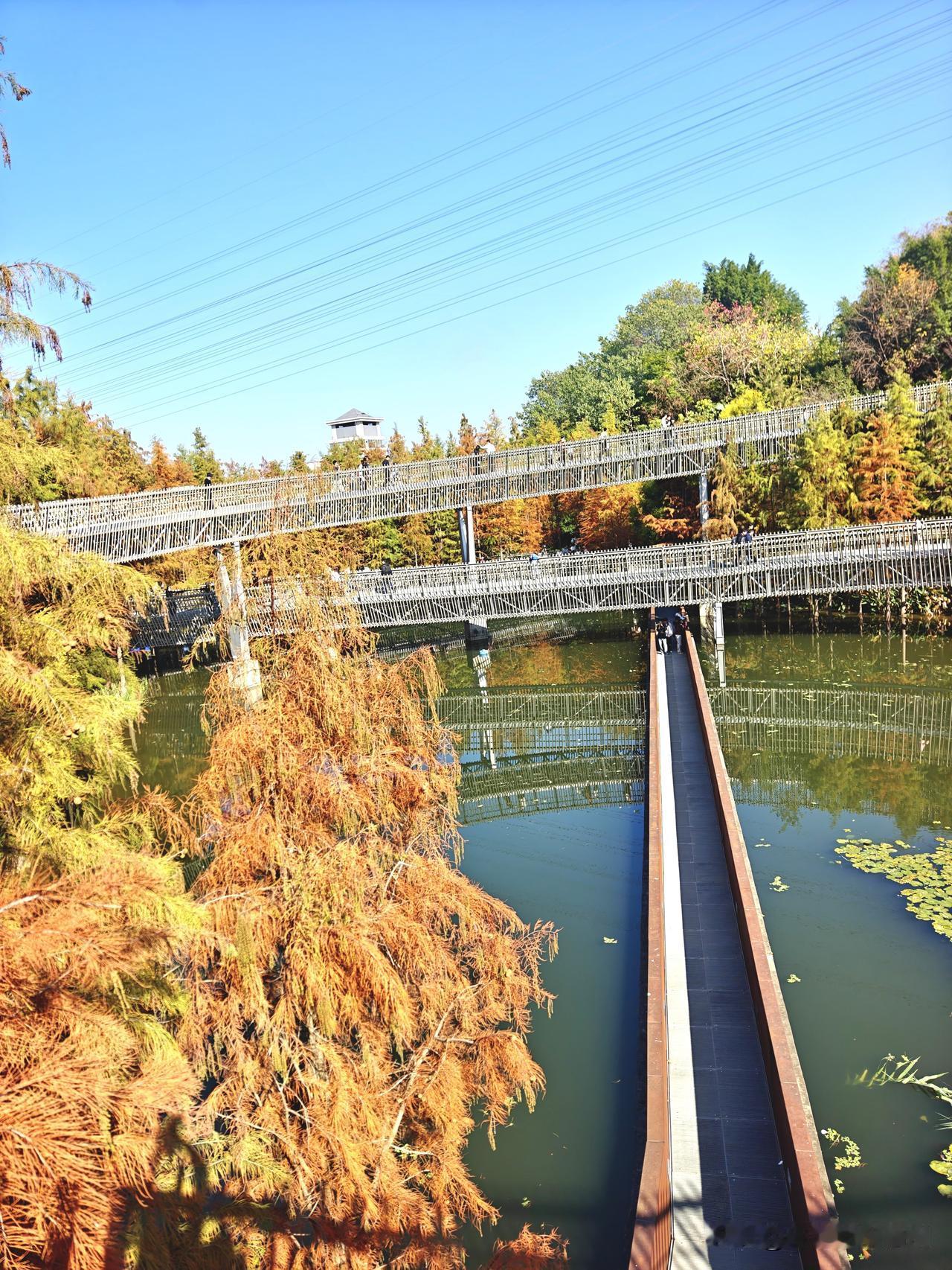 福道水杉，2025年12月20日拍摄。水杉还没有全红，现在红、黄、绿的比例大概1