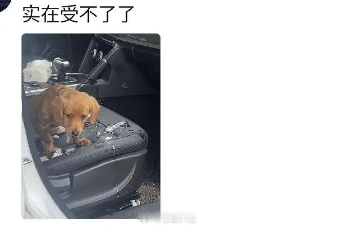 任何物种都受不了长途坐车。 ​​​