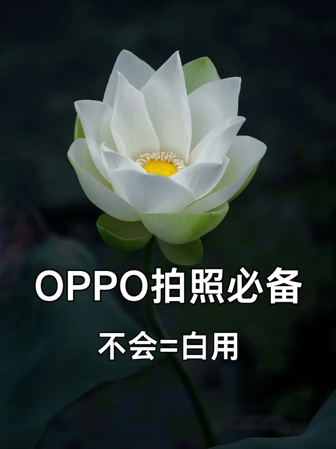 关于OPPO的拍照建议✨