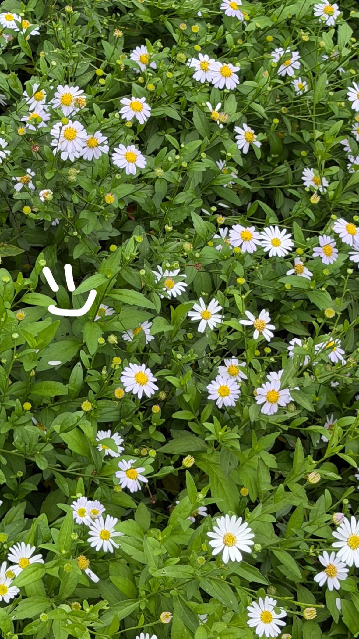 FirstKhaotung  🐈⬛分享花花'◡'✿ 