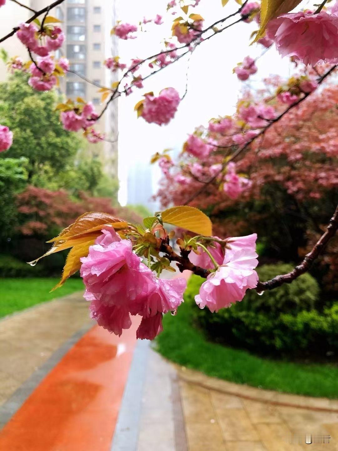 惊雷春晓！

夜半，沉沉酣梦被一声惊雷蓦然劈开。

是今年的第一声春雷啊，一瞬间