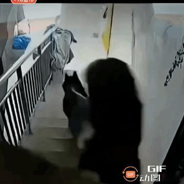 是真疼！女人为何不能养大型犬
   一女子下班后牵着自己的大型爱犬去溜，可能狗狗