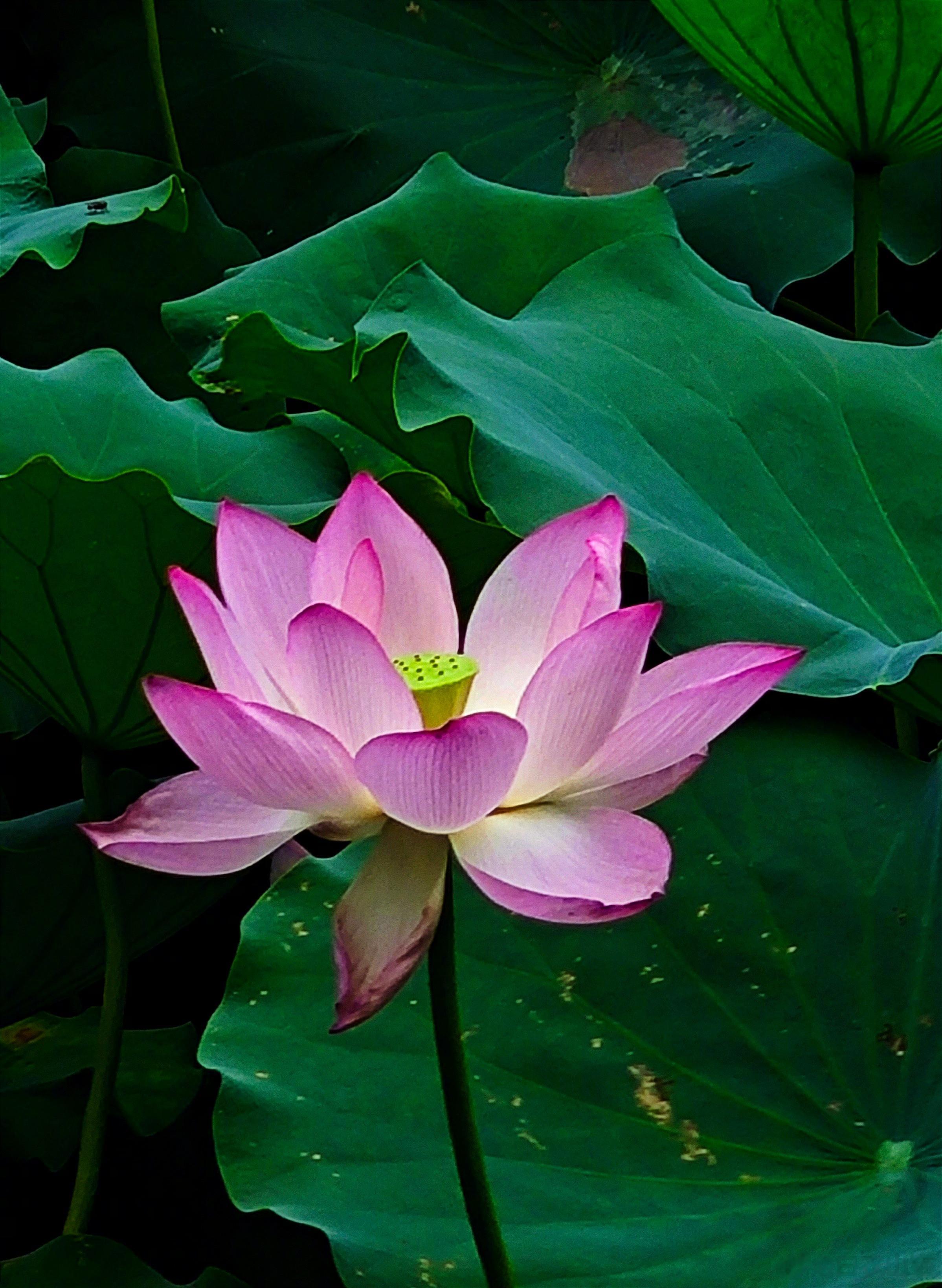 #mRNA疫苗获得诺贝尔奖# 【mRNA疫苗的前世今生，以及契而不舍的Katal