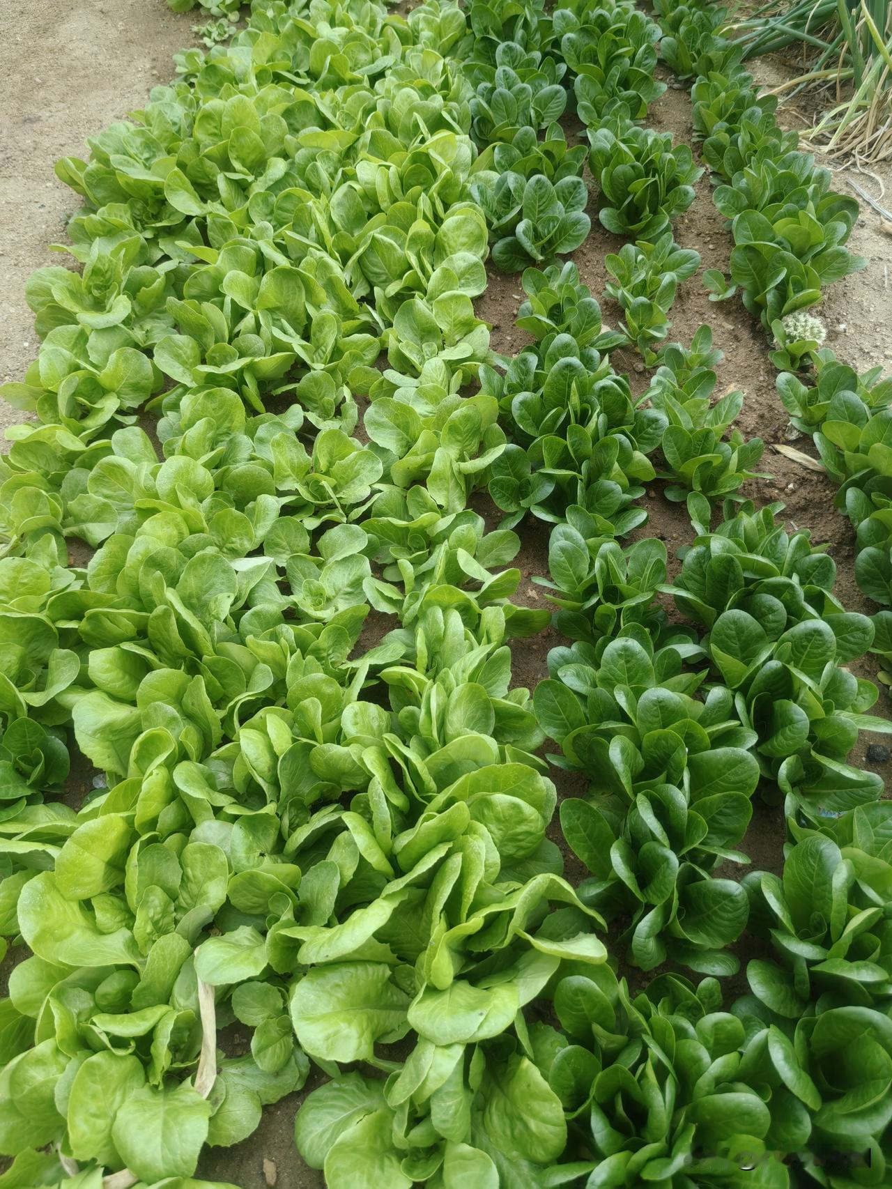 这是个大问题。
近日，有权威研究成果说，昆虫面临一轮大灭绝期，近10年，正以年递