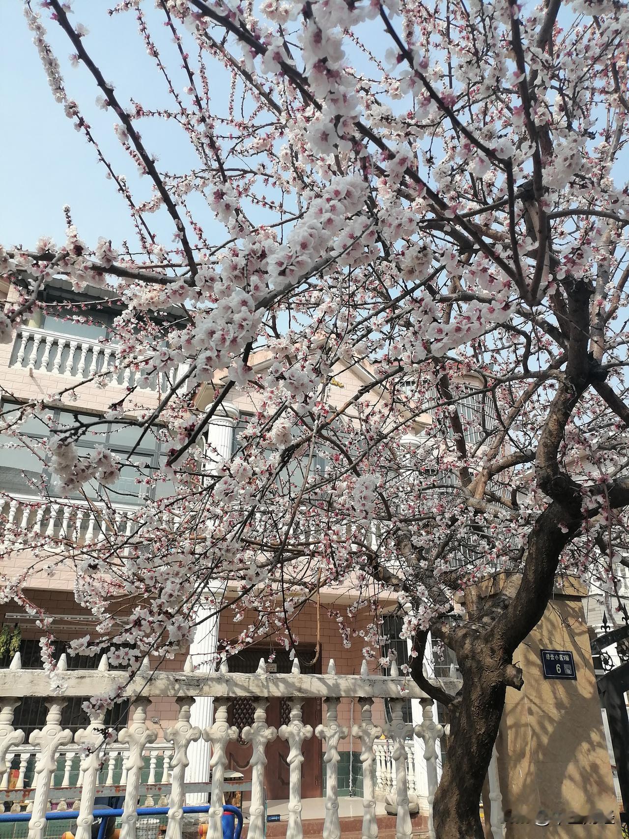 春日生活打卡季小洋楼前的春花浪漫！有的时候，花井的结合，往往来自于生活中的一个片
