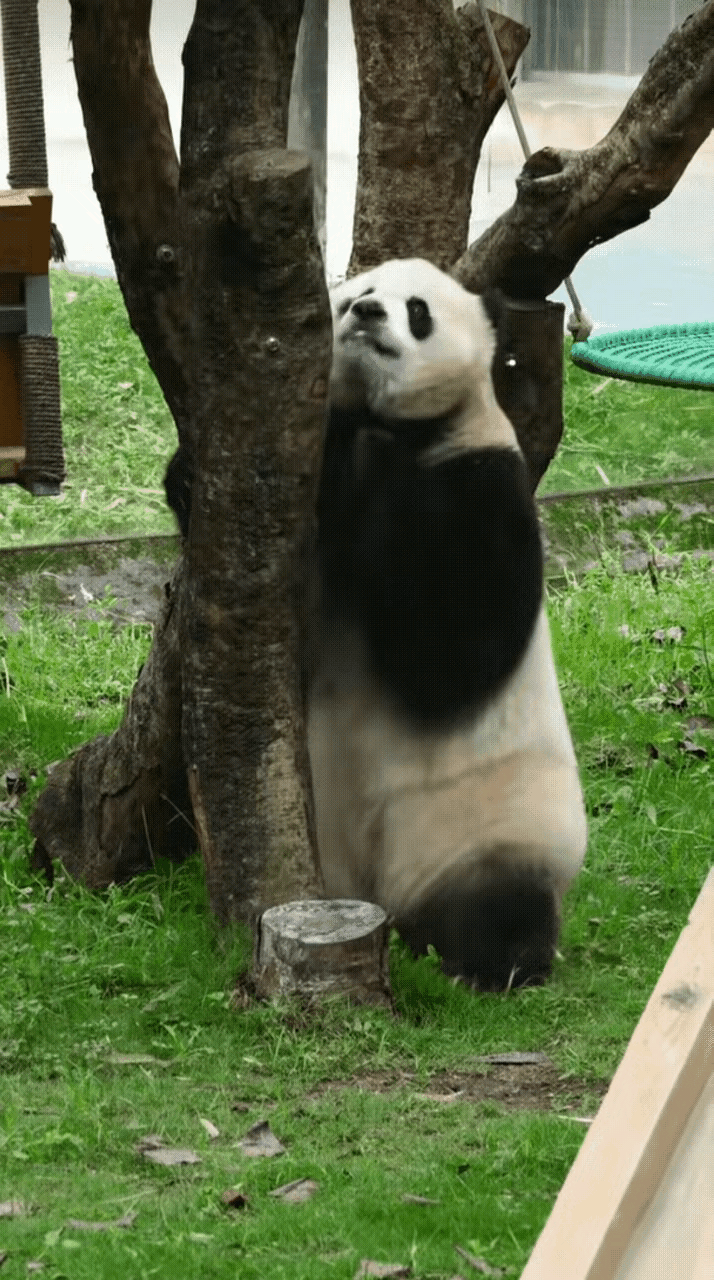 渝爱这是随机收获了小迷弟一枚吗？小爱姐正在大秀自己的好身材，玻璃隔断的后面熊熊祟