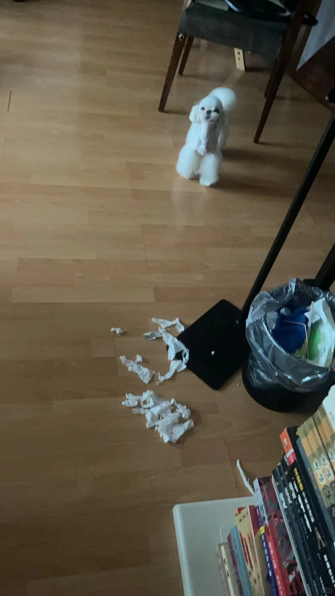 马尔济斯yumi