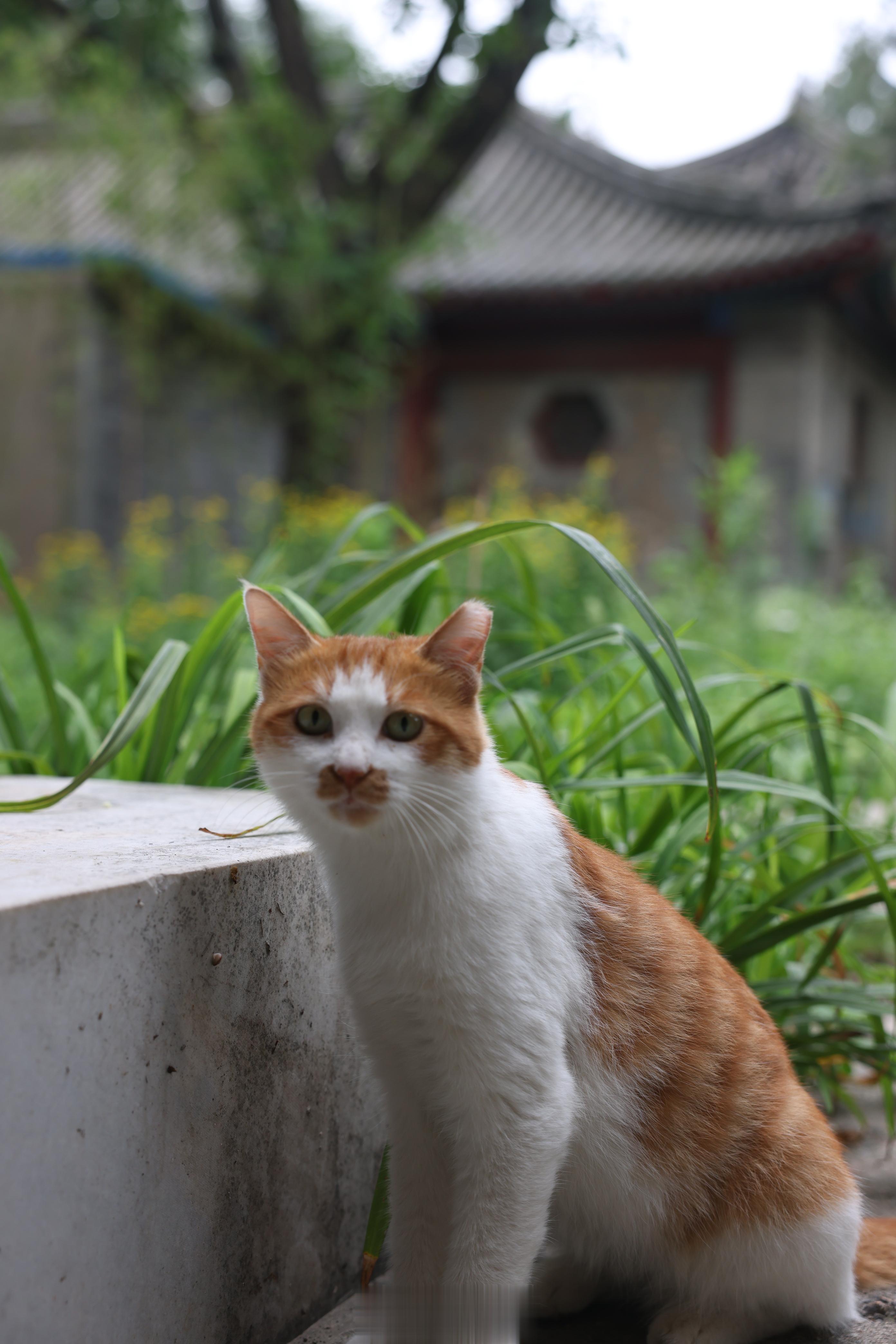 #馒头控的日常# 咖喱姬和唢呐，又凶但怂组合，跟以前双雾风格完全不一样了[笑cr