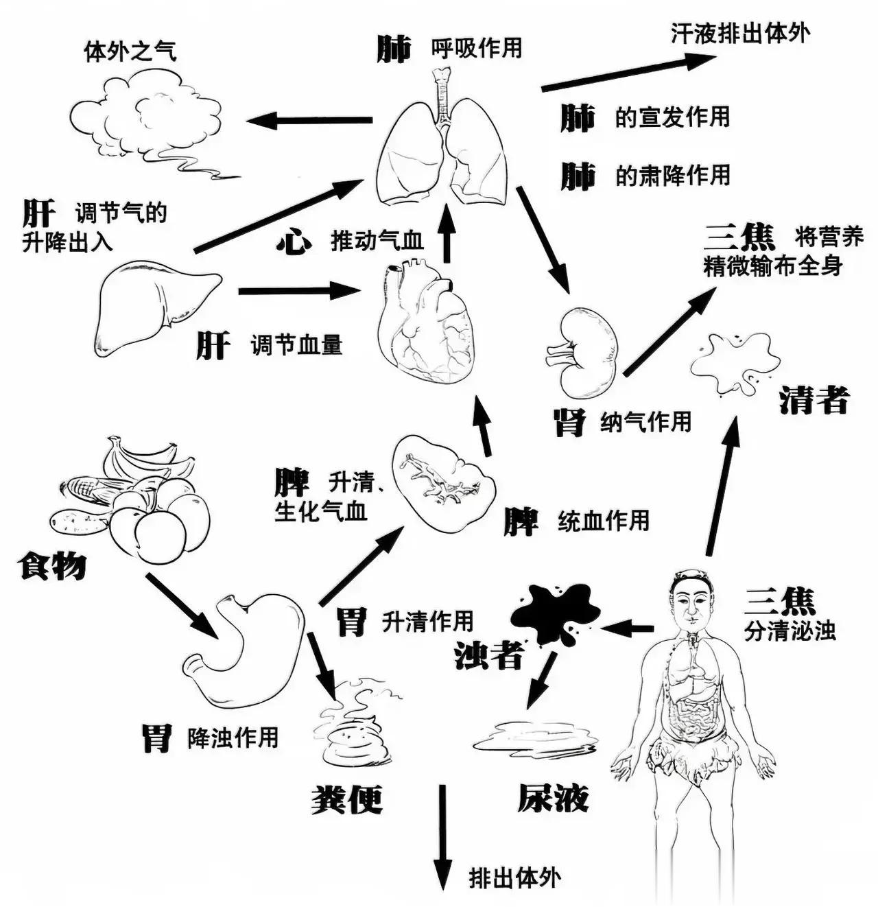 中医人体代谢解析图展示​​​