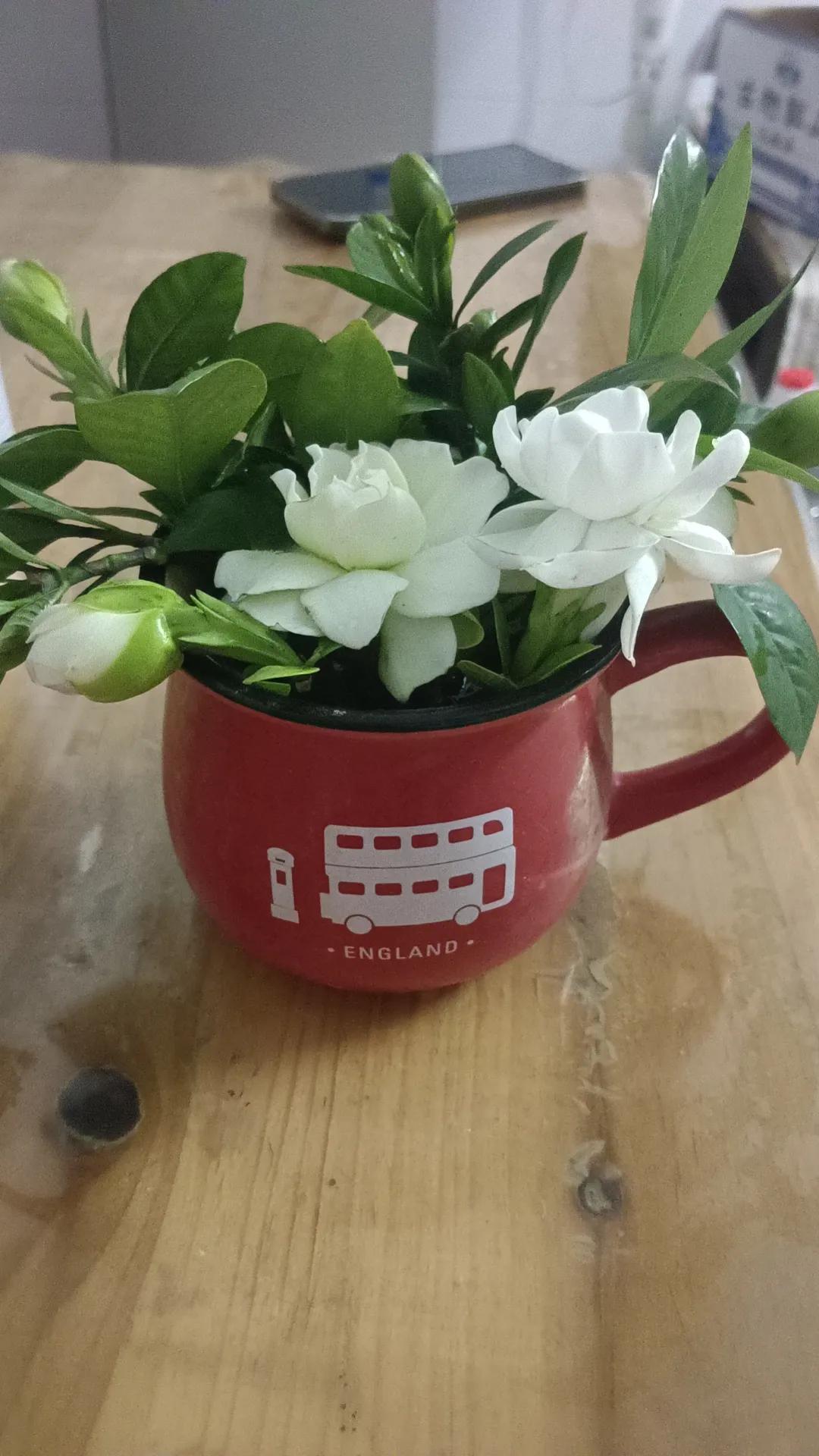 春日生活打卡季广东的栀子花已经开啦，原来我做了一次采花大盗，实在是太香，没忍住[