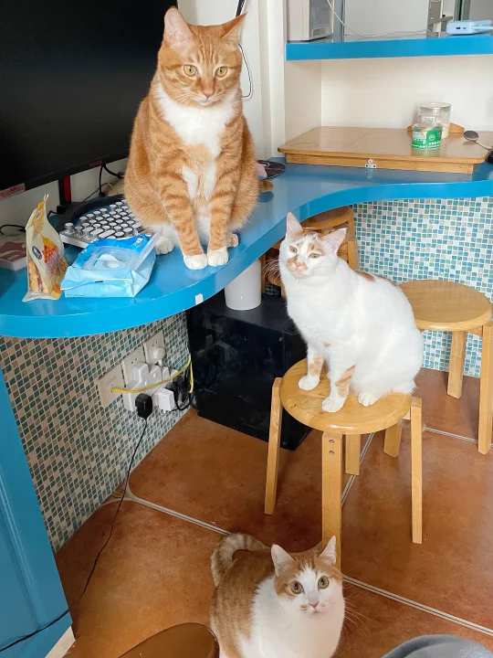 人 你好 我们是橘猫