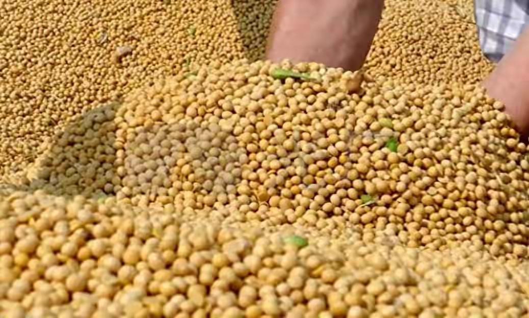 近期，中阿大豆贸易突然加速引发全球关注。在美国尚未从大豆订单中缓过神来之际，中国