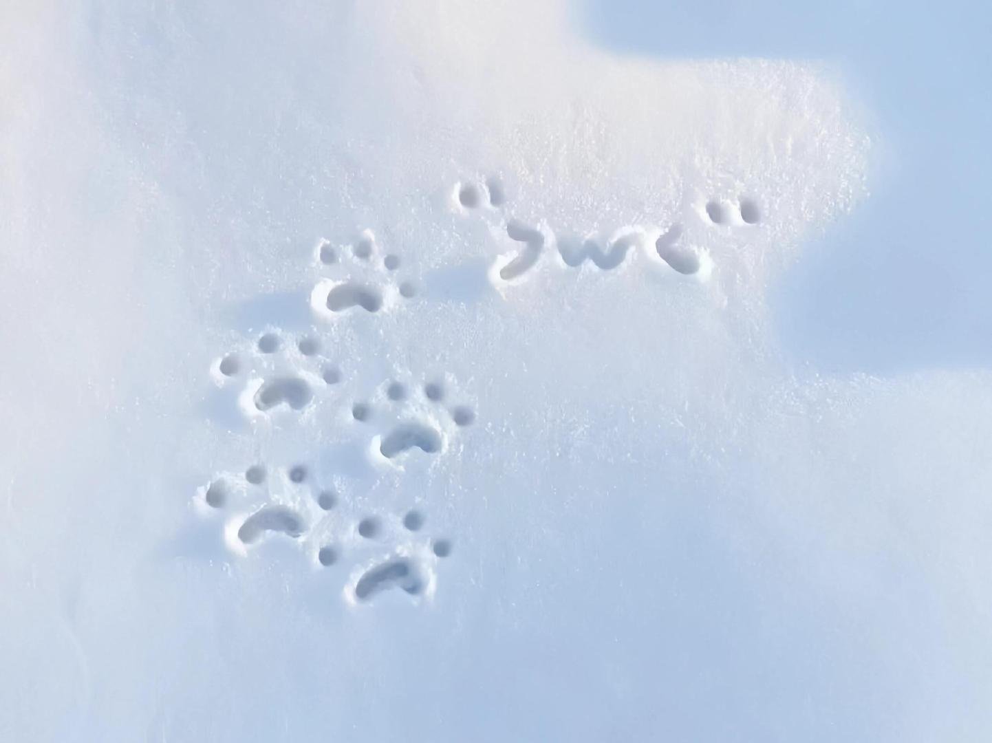 iPad 平板 电脑 壁纸 