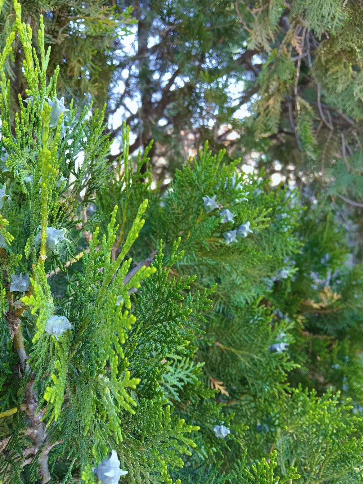 青翠欲滴的松枝，点缀着洁白的小花，自然之美尽收眼底。🌿🌸