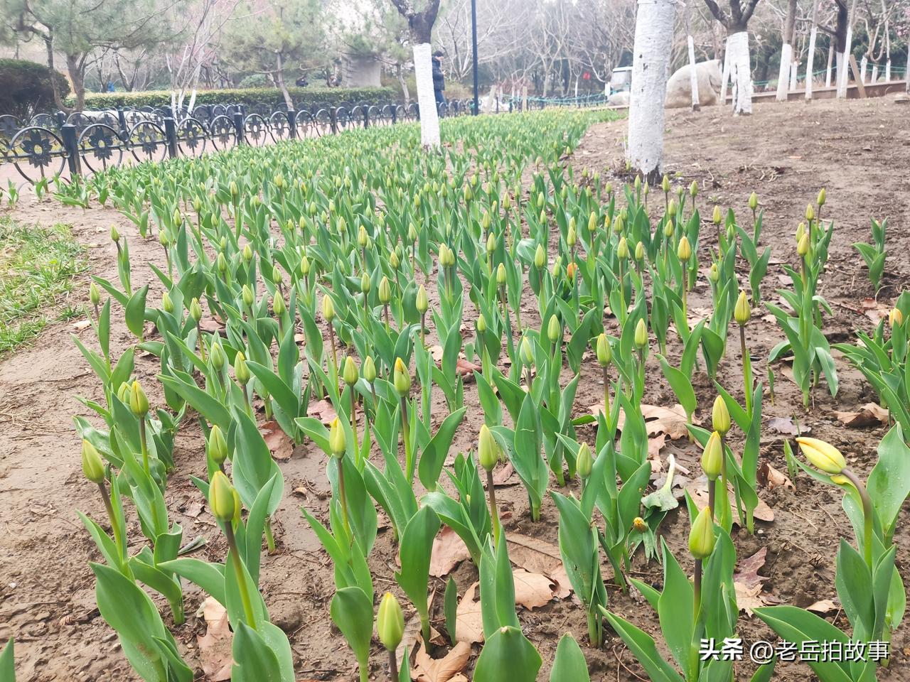 一年一度的郑州市人民公园郁金香展应该马上又要和郑州市民见面了，每年的春天，郑州市