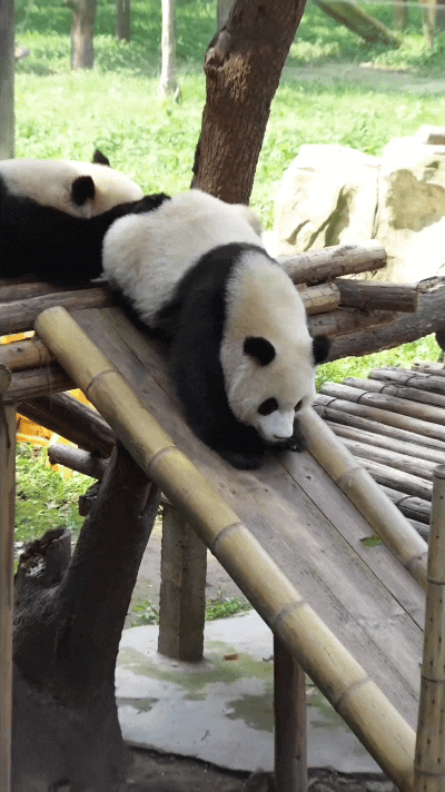 注意看！这俩熊猫宝宝在滑梯上玩得那叫一个默契！前面的小团子趴在木板上，小短腿一蹬