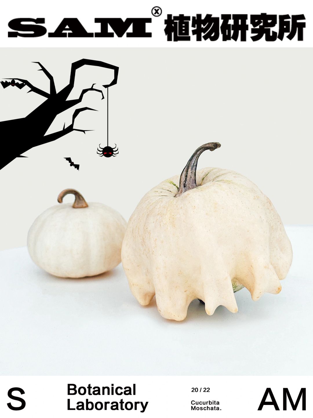 万圣南瓜｜Cucurbita Moschata.