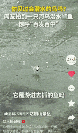 这鸟火到人民日报了！四川一游客去景区玩，发现水面结冰，刚准备拍照，突然发现一只鸟