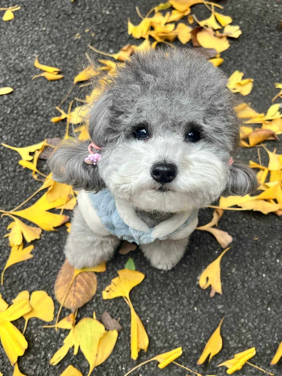 🐶：“麻麻叫我坐好别动 一定有她的道理”