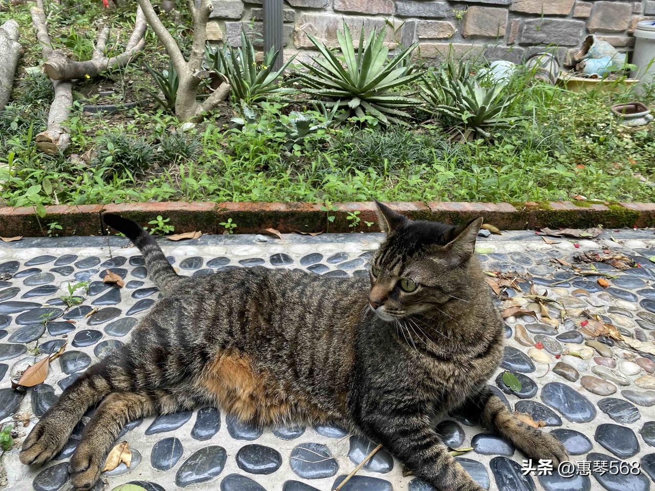 主人让猫咪滚远一点，还说要去扔了它呢。