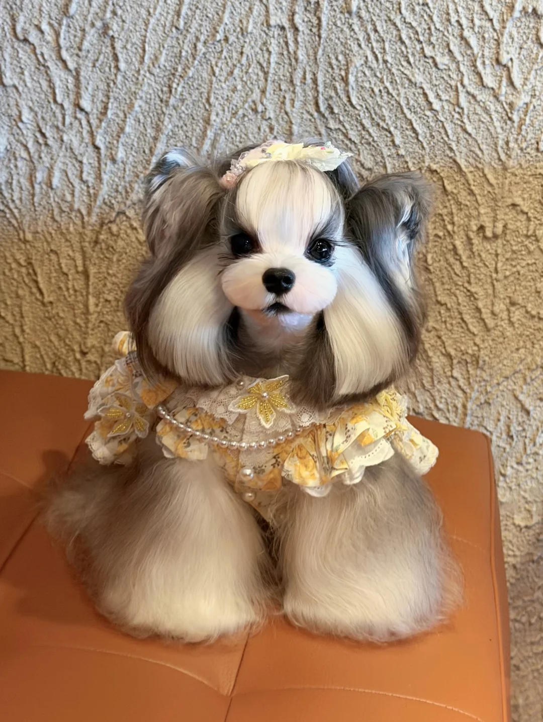 谁家小狗这么美阿🍔