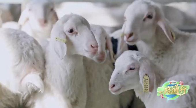 一路通行 数字耳标为羊群戴上科技身份证，智慧养殖让牧场管理更精准，技术悄然改变着