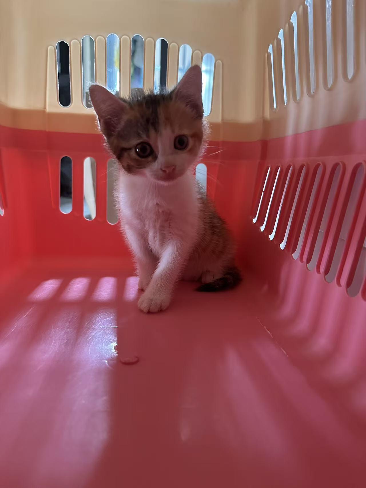 珠海，救助的流浪猫寻找爱心领养

免费领养:三花(母),约2个月，性格温和，喜欢